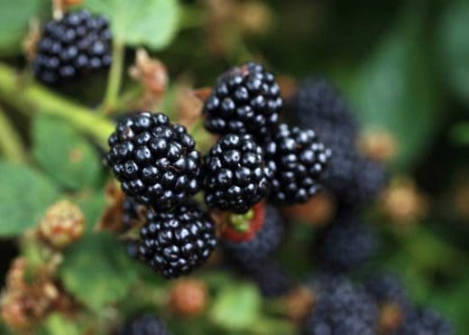 How Long Do Blackberries Last Fridge Counter Freezer Storage Tips Tasty Plate