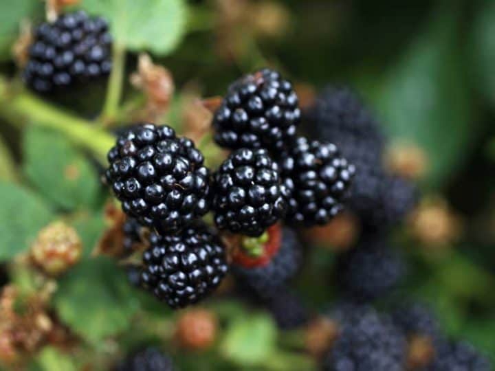 how long do blackberries last
